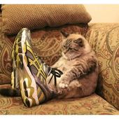 Icon 20 cute photos of animals wearing shoes 12