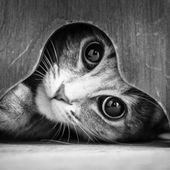 Icon 1472712764 mysterious cat photography black and white 4 57bffae0ec27f  880