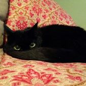 Icon 1473227666 cats toothless lookalikes 4
