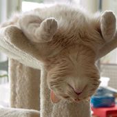 Icon sleeping cats 143 57d7aa56d7e0a  605