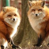 Icon zao fox village in japan