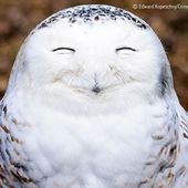 Icon comedy wildlife photography awards 2016 21 57f103c66f161  880