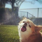 Icon funny unphotogenic derp animals 39 57f250295034a  605