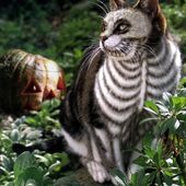 Icon halloween cat costumes 52 57f785afe5c64  605