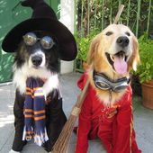 Icon halloween pet costumes23  880