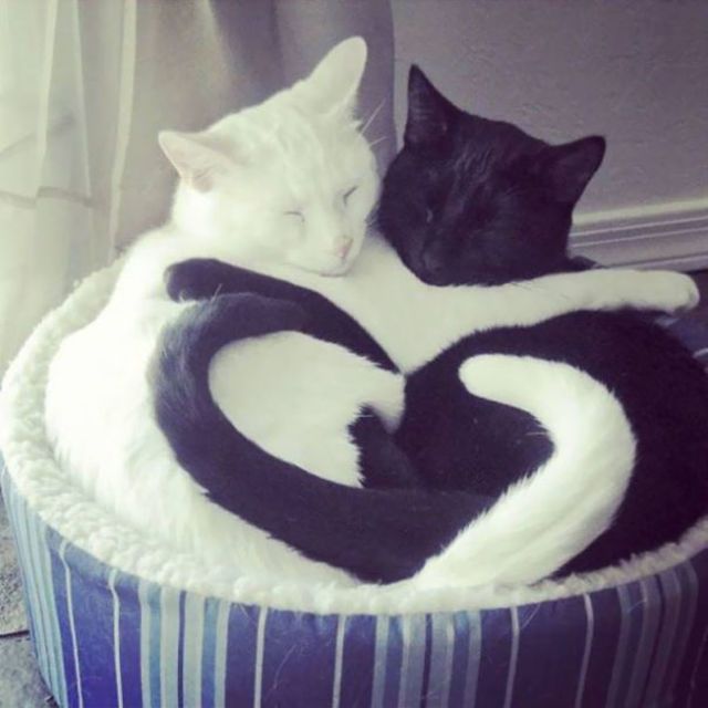 Black white cats yin yang 45 582471dfc5b34  605