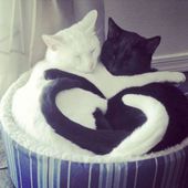 Icon black white cats yin yang 45 582471dfc5b34  605