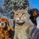 Icon funny animal selfies 4 587deb35425b9  605