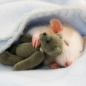 Icon animals sleeping cuddling stuffed toys 107 58ef891d22801  605