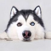 Icon husky look like panda maru 36 58fdc07cdbd0d  605
