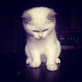 Icon angry kittens 7 591aef38bedce  700