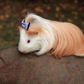 Icon guinea pig silkie 0026 58fdd1c6c35da  700