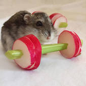 Icon 1442563402 we made a vegetable gym for tiny hamsters who hate gyming   880