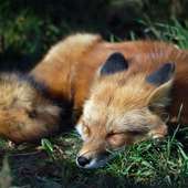 Icon istock 000004606749 small
