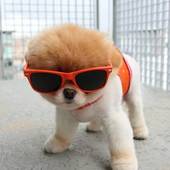 Icon 1447843392 hipster puppies