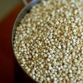 Icon quinoa 1 600x600