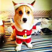 Icon 1450946769 warm cotton three dimensional christmas dog clothes cute new year clothing coat for dogs pets with