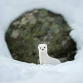Icon 1452070113 national geographic photo of the day internet favorites 2015 36  880