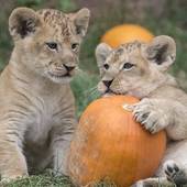 Icon 1452594452 26 of the most important baby animals of 2015 2 32369 1449885535 1 dblbig