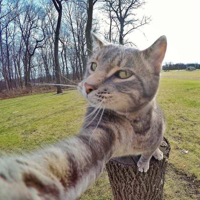 1453085479 manny selfie cat 9