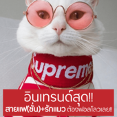 Icon awer