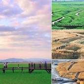 Icon baywetland2