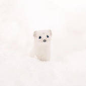 Icon 1459512415 cute animals hokkaido ezo japan 34