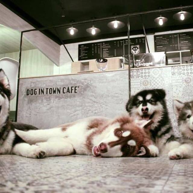 DoginTownคาเฟ่สุนัขสุดน่ารักเอาใจคนรักน้องหมา