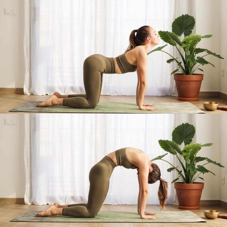 1645680410 marjaryasana bitilasana or cat cow pose fitzabout 1024x1024