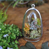 Icon 1461639953 diy terrarium necklaces