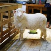 Icon 1462855704  thanks nature  sheep cafe in hongdae  seoul   posh  broke    bored 6