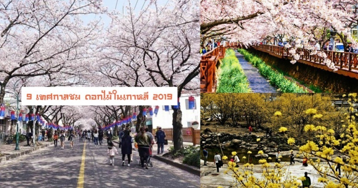 9 เทศกาลชม ดอกไม้ในเกาหลี 2019 มาทั้งทีห้ามพลาด!