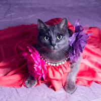 https://image.sistacafe.com/w200/images/uploads/content_image/image/104078/1457979403-pitzush-glamour-pussycat-1.jpg