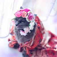 https://image.sistacafe.com/w200/images/uploads/content_image/image/104082/1457979435-pitzush-glamour-pussycat-5.jpg