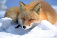 https://image.sistacafe.com/w200/images/uploads/content_image/image/111944/1459506844-Vulpes_vulpes_laying_in_snow.jpg