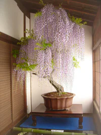 https://image.sistacafe.com/w200/images/uploads/content_image/image/119758/1460944011-amazing-bonsai-trees-2-1-5710e789c26e6__700.jpg