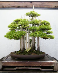 https://image.sistacafe.com/w200/images/uploads/content_image/image/119760/1460944119-amazing-bonsai-trees-13-5710ed962c1f6__700.jpg