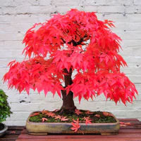 https://image.sistacafe.com/w200/images/uploads/content_image/image/119764/1460944179-amazing-bonsai-trees-4-5710e792c2477__700.jpg