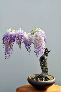 https://image.sistacafe.com/w200/images/uploads/content_image/image/119768/1460944304-amazing-bonsai-trees-2-5710e785cd3a3__700.jpg