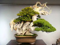 https://image.sistacafe.com/w200/images/uploads/content_image/image/119779/1460944527-amazing-bonsai-trees-22-5710f3ab92e45__700.jpg