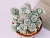 https://image.sistacafe.com/w200/images/uploads/content_image/image/139889/1464781825-cactus-Mammillaria.jpg