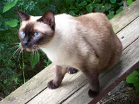 https://image.sistacafe.com/w200/images/uploads/content_image/image/14458/1435743408-blue-point-siamese-catsiamese-cats-blue-point-funny-cat-wallpapers.jpg