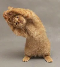 https://image.sistacafe.com/w200/images/uploads/content_image/image/15582/1436158651-stretching_cat.jpg