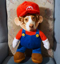 https://image.sistacafe.com/w200/images/uploads/content_image/image/173589/1470205243-dressed-up-dog-costume-beagle-maymothedog-12-579f5944b634b__700.jpg