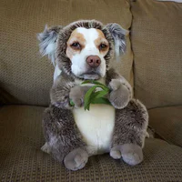 https://image.sistacafe.com/w200/images/uploads/content_image/image/173592/1470205261-dressed-up-dog-costume-beagle-maymothedog-18-579f5954bd430__700.jpg