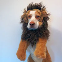 https://image.sistacafe.com/w200/images/uploads/content_image/image/173596/1470205285-dressed-up-dog-costume-beagle-maymothedog-6-579f59359b39c__700.jpg