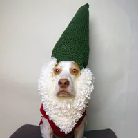 https://image.sistacafe.com/w200/images/uploads/content_image/image/173598/1470205297-dressed-up-dog-costume-beagle-maymothedog-15-579f594da0ac2__700.jpg