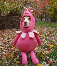 https://image.sistacafe.com/w200/images/uploads/content_image/image/173600/1470205311-dressed-up-dog-costume-beagle-maymothedog-14-579f594b1c022__700.jpg