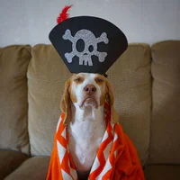 https://image.sistacafe.com/w200/images/uploads/content_image/image/173602/1470205322-dressed-up-dog-costume-beagle-maymothedog-1-579f5925dc50b__700.jpg