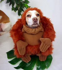 https://image.sistacafe.com/w200/images/uploads/content_image/image/173603/1470205329-dressed-up-dog-costume-beagle-maymothedog-3-579f592cbe71d__700.jpg
